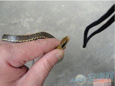 周公解梦，梦见蛇咬自己并成功将蛇打死的深层含义